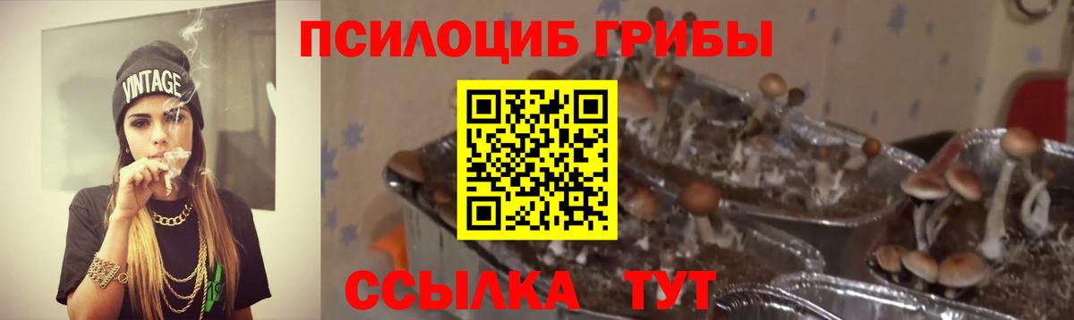 Псилоцибиновые грибы GOLDEN TEACHER Гулькевичи